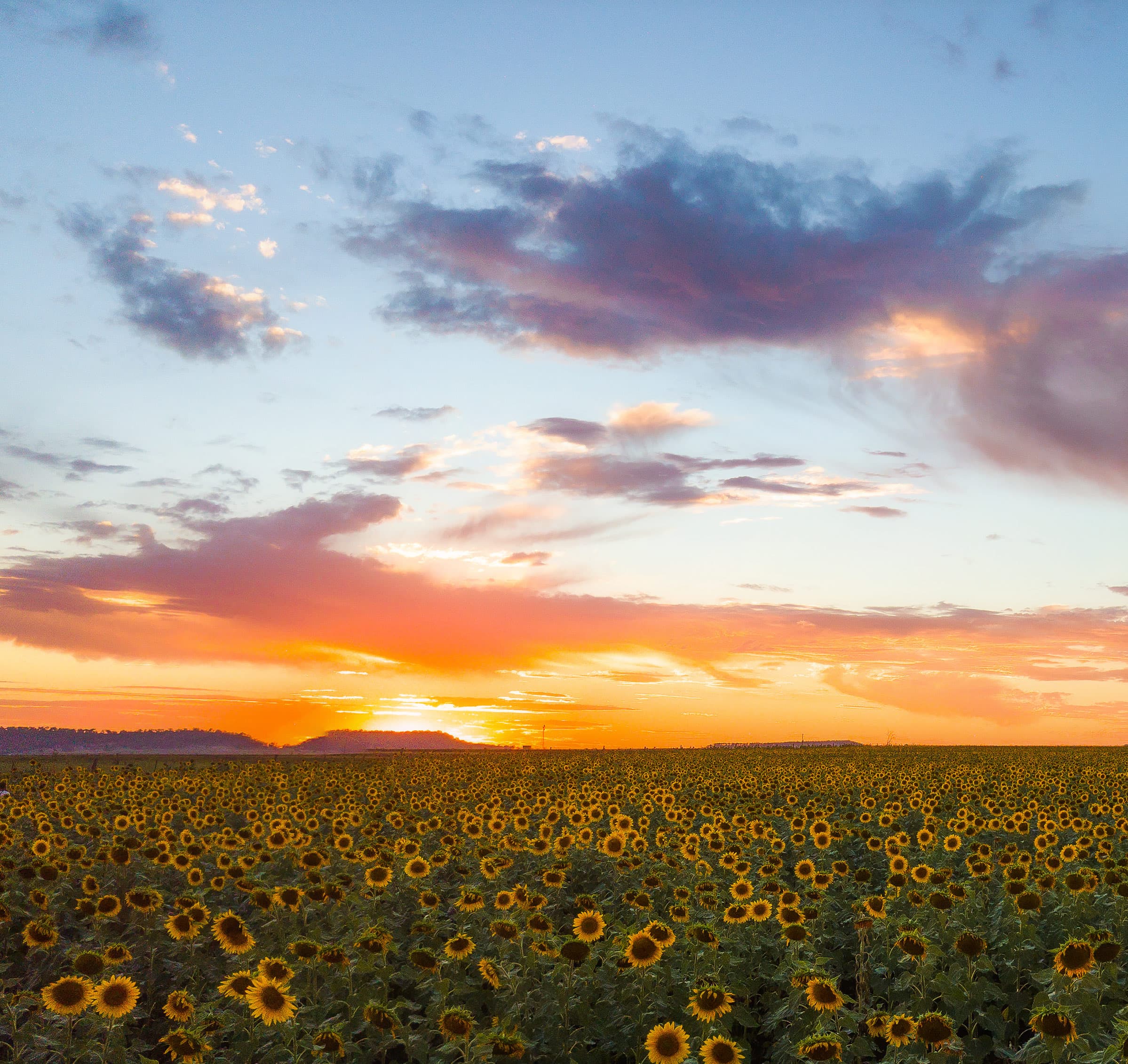 sunflowerdrone